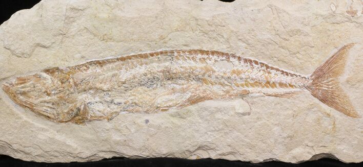 Cretaceous Fossil Fish (Spaniodon) - Lebanon #40046